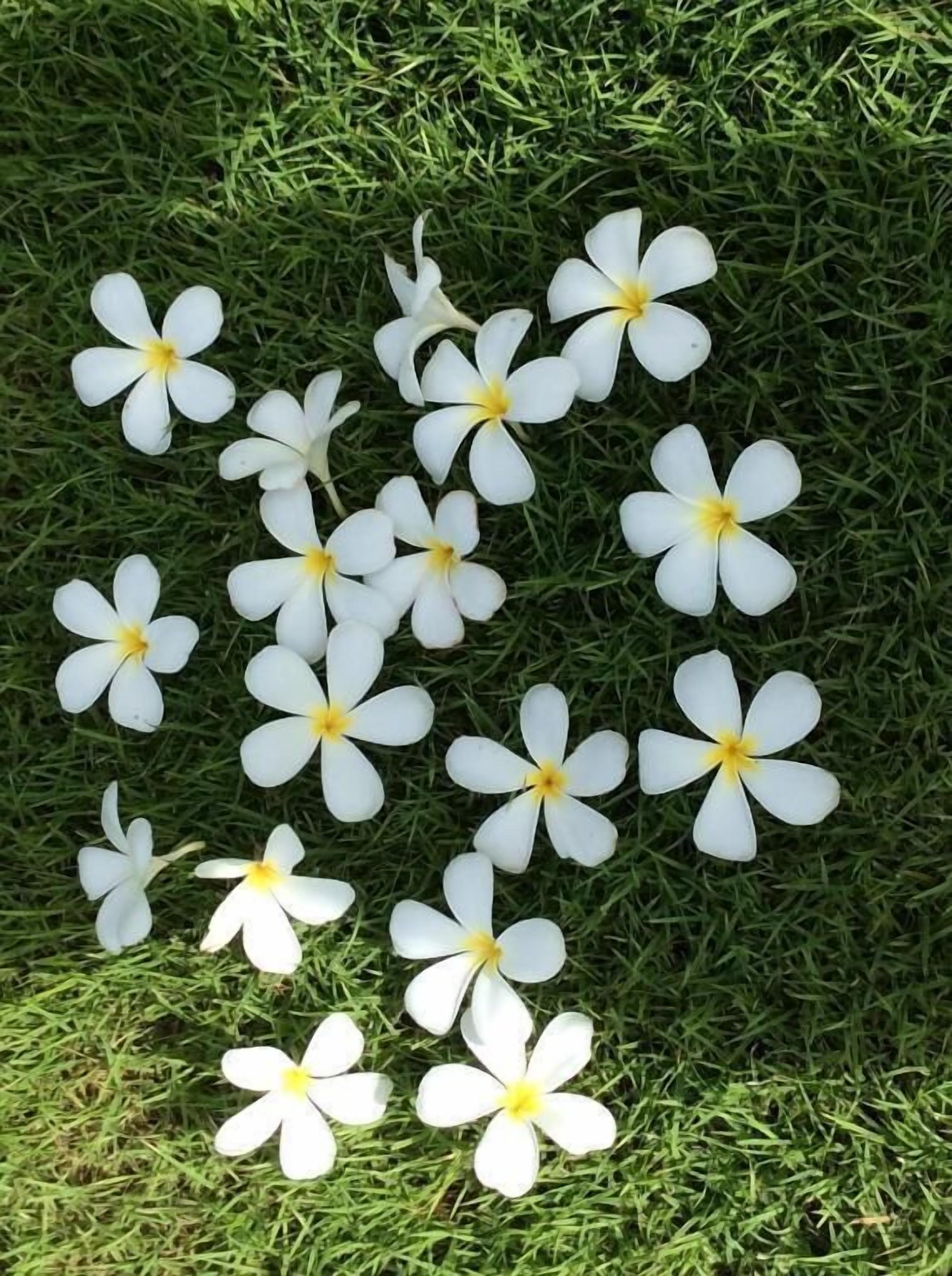 A group of white flowers with yellow centers on green grass.