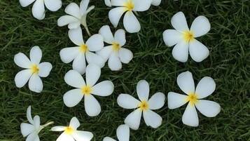 A group of white flowers with yellow centers on green grass.