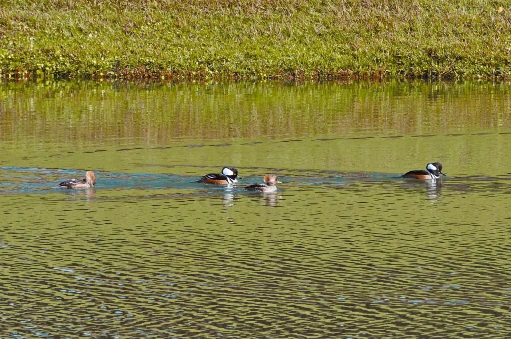 Four ducks swimming in a pond with green vegetation around.