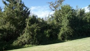 A grassy field with dense trees in the background. - 157 Sandy Ridge House 5 Bedroom by Florida Star (Davenport)