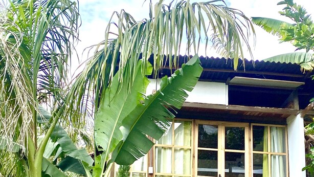 Una casa con porche de madera, ventanas amplias y abundante vegetación, incluyendo palmeras de plátano.