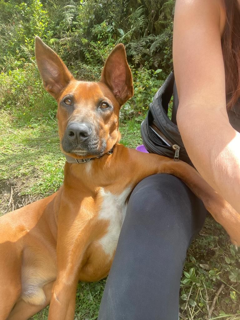 Una persona sentada al aire libre con un perro.