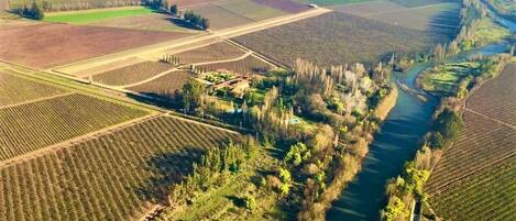 Vista aérea de un viñedo con hileras de vides, un río y edificios dispersos.