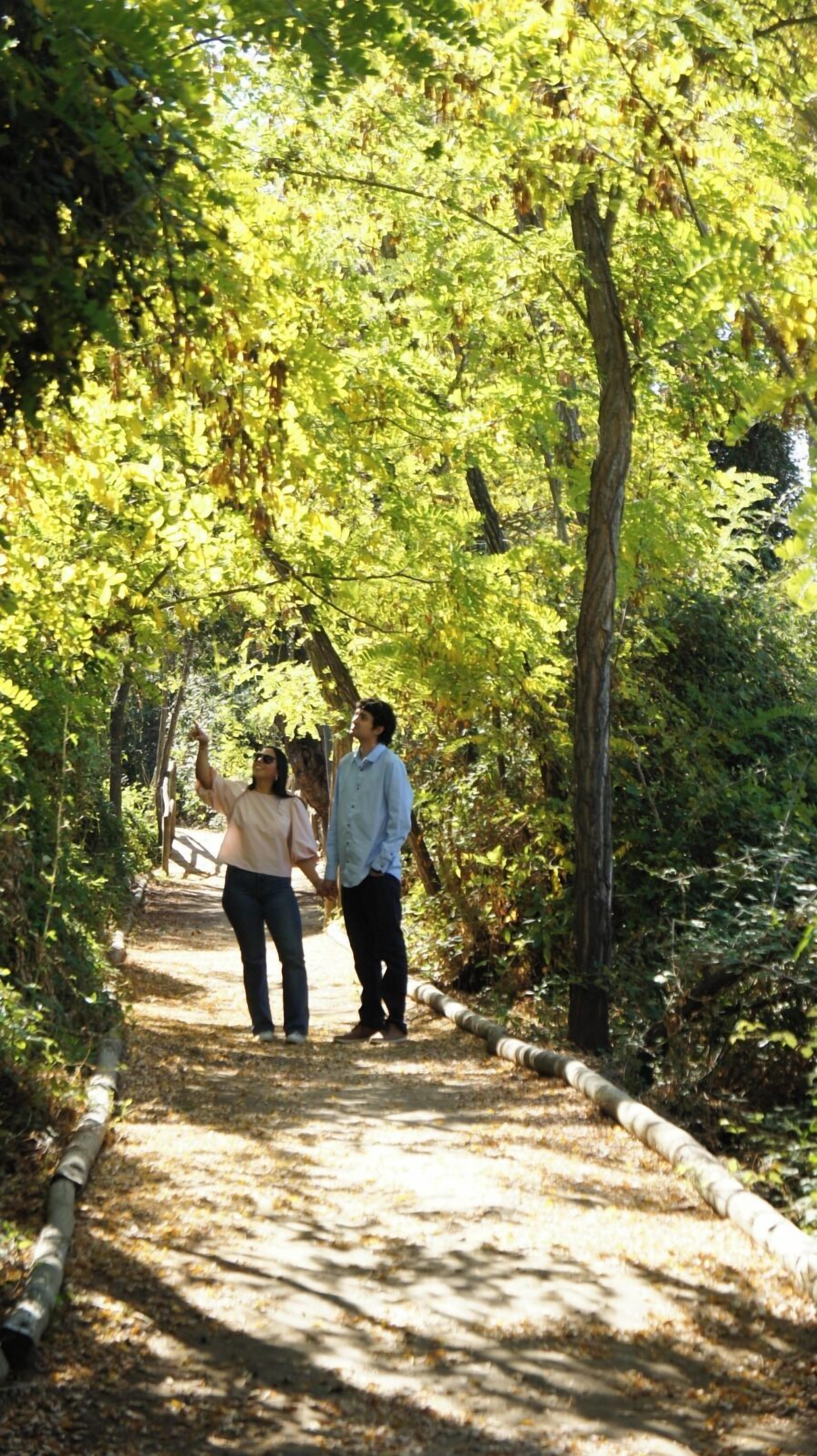 Um caminho cercado por árvores.
