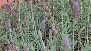 Un jardín con plantas de lavanda, un camino de ladrillo y una estructura roja.