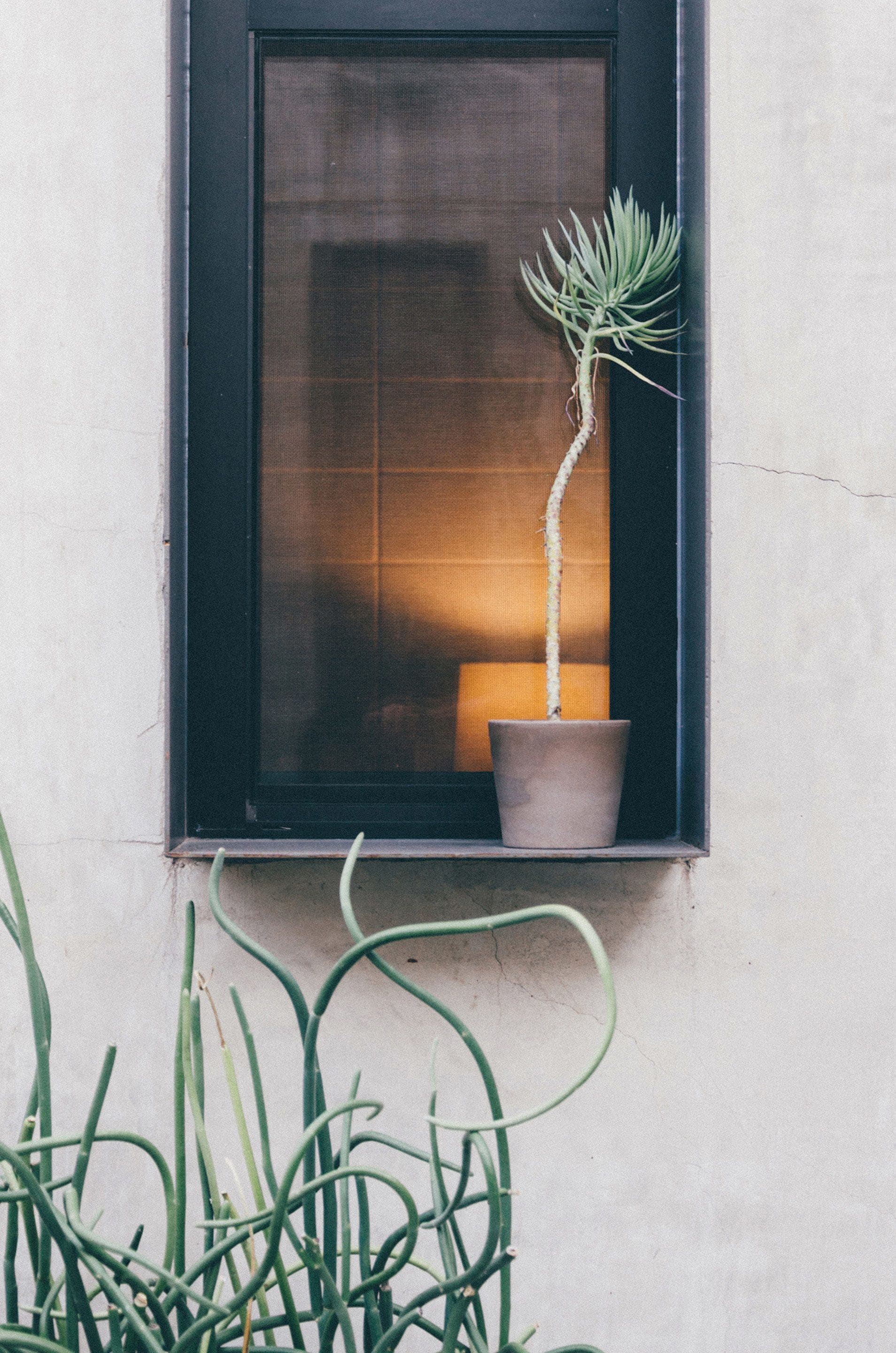 A window with a potted plant and a lamp inside.