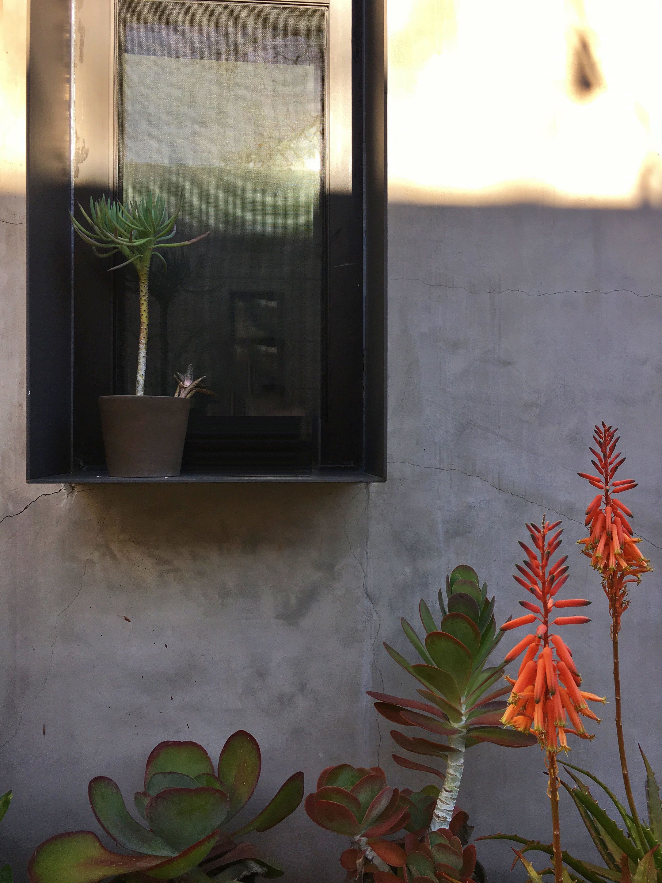A window with a potted plant and a wall with a textured surface.