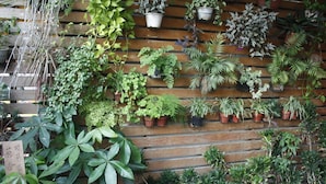 Variedad de plantas en macetas dispuestas sobre listones de madera, probablemente en un vivero o centro de jardinería.