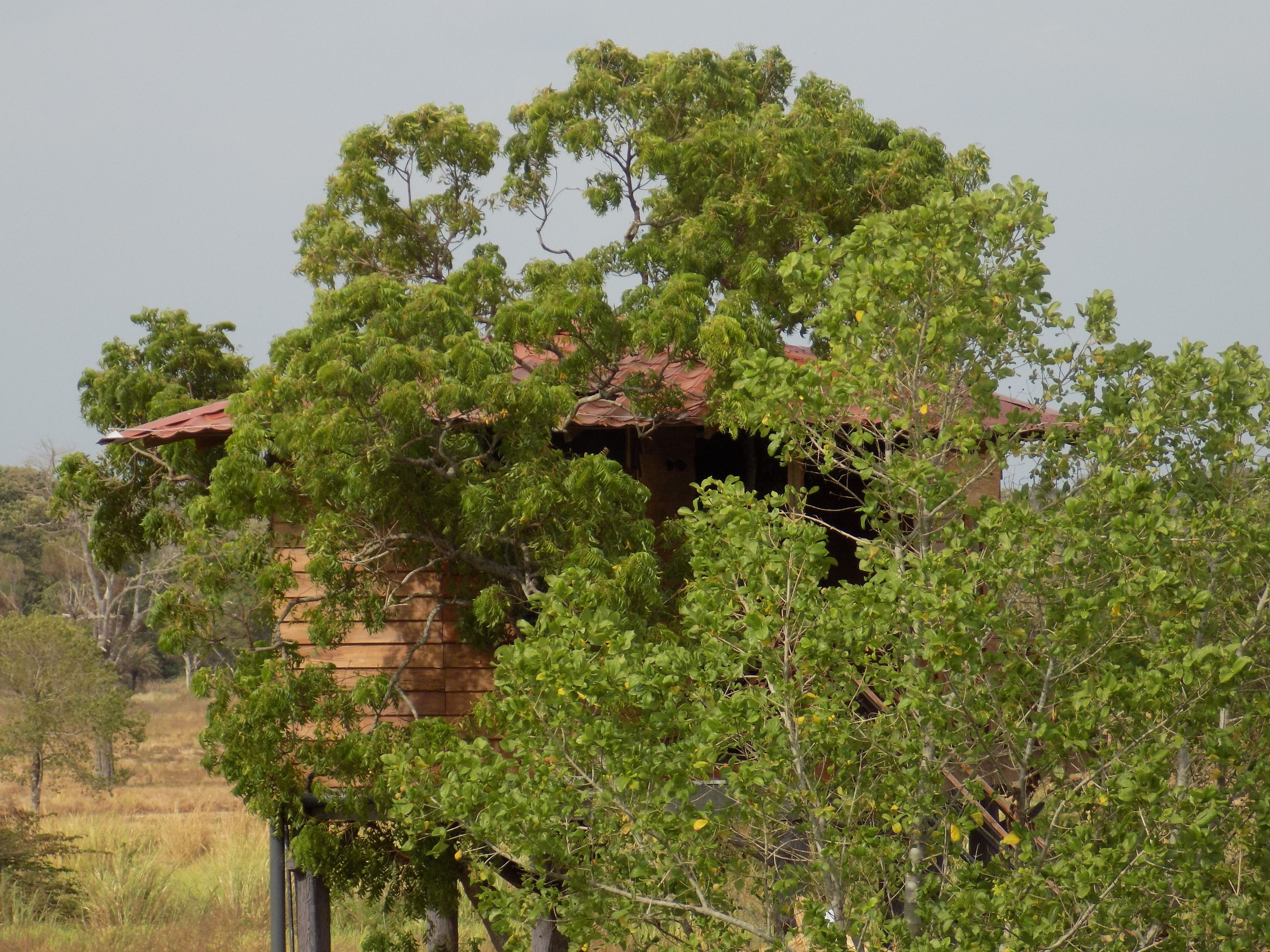 panoramic tree house, smoking, hill view | minibar, individually decorated, individually furnished, desk