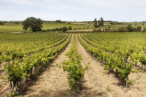 Rows of lush grapevines stretch across the property, offering a serene landscape.