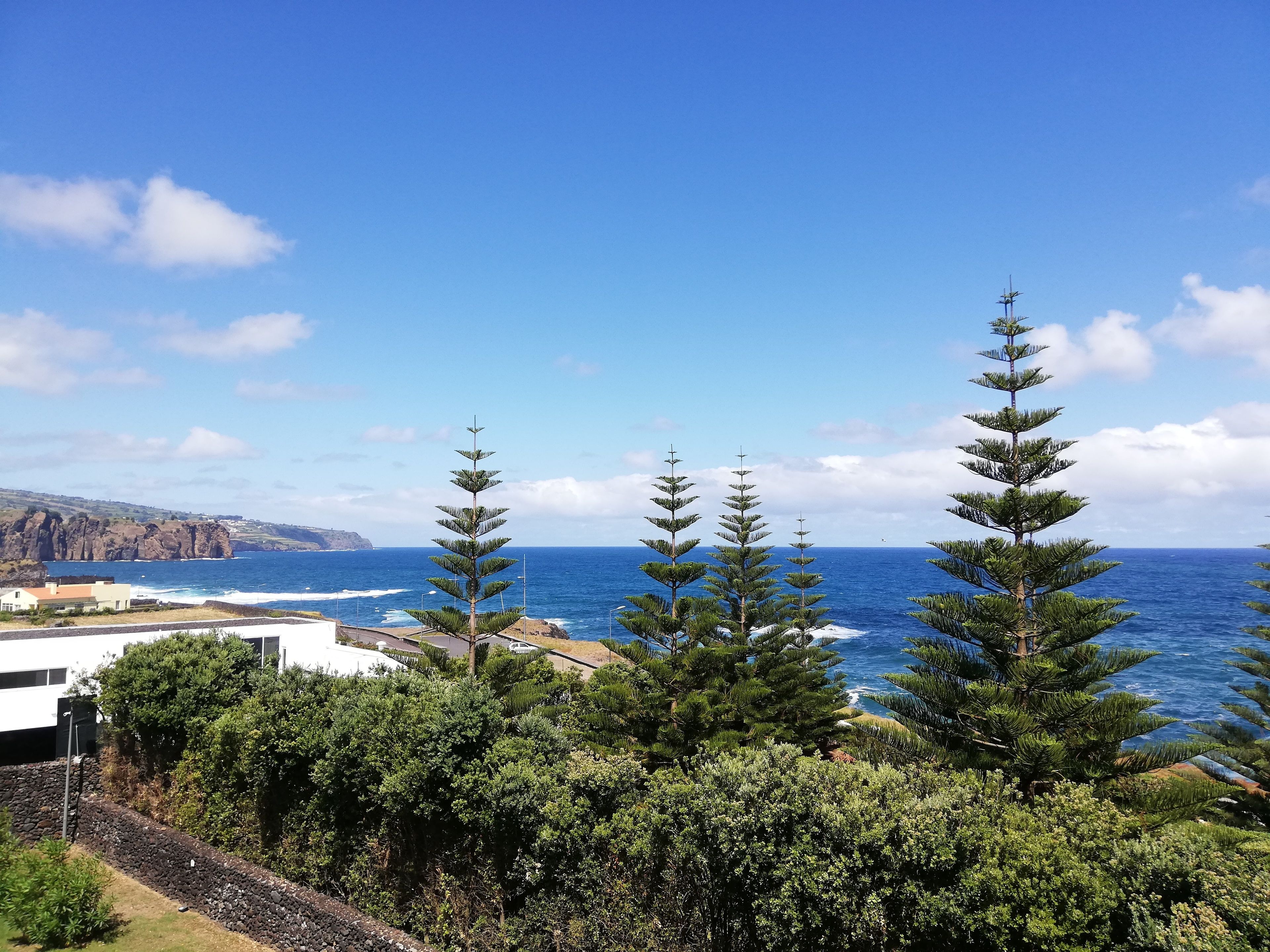 A coastal landscape with a clear view of the ocean, a rocky cliff, and a row of coniferous trees.