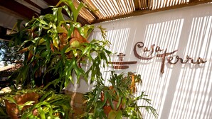Una pared con el nombre 'Pura Terra' y diferentes plantas en macetas.