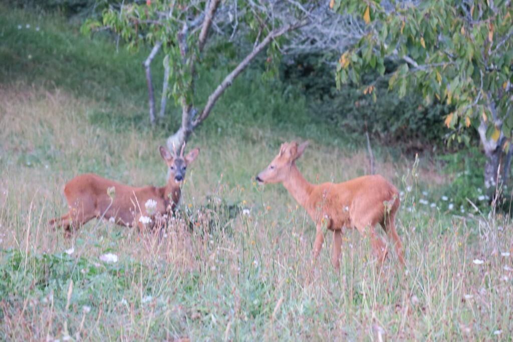 Two deer in a grassy field with trees in the background.