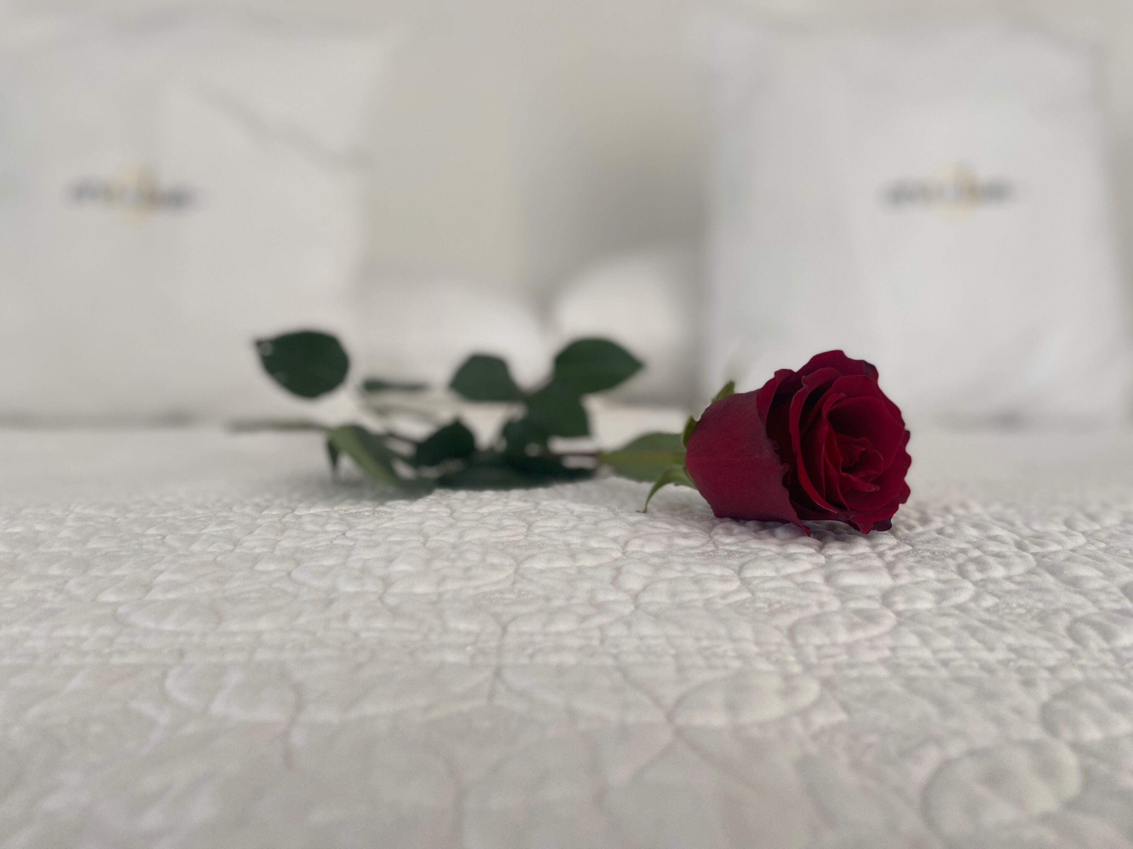 Une seule rose rouge posée sur une surface blanche texturée, avec un arrière-plan flou.