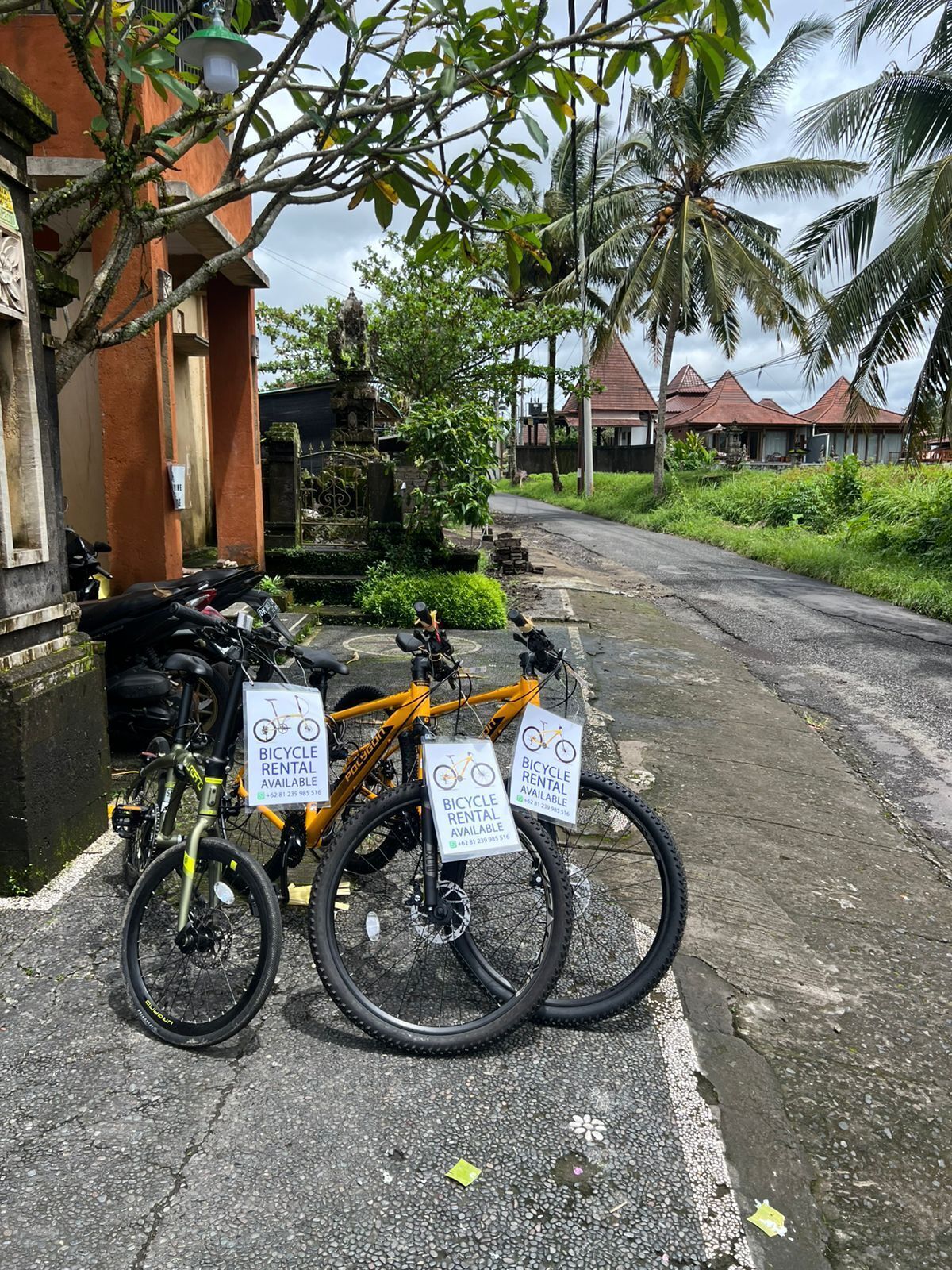 A bicycle rental service with two yellow bikes and rental signs on a paved road in a residential area with houses and palm trees.