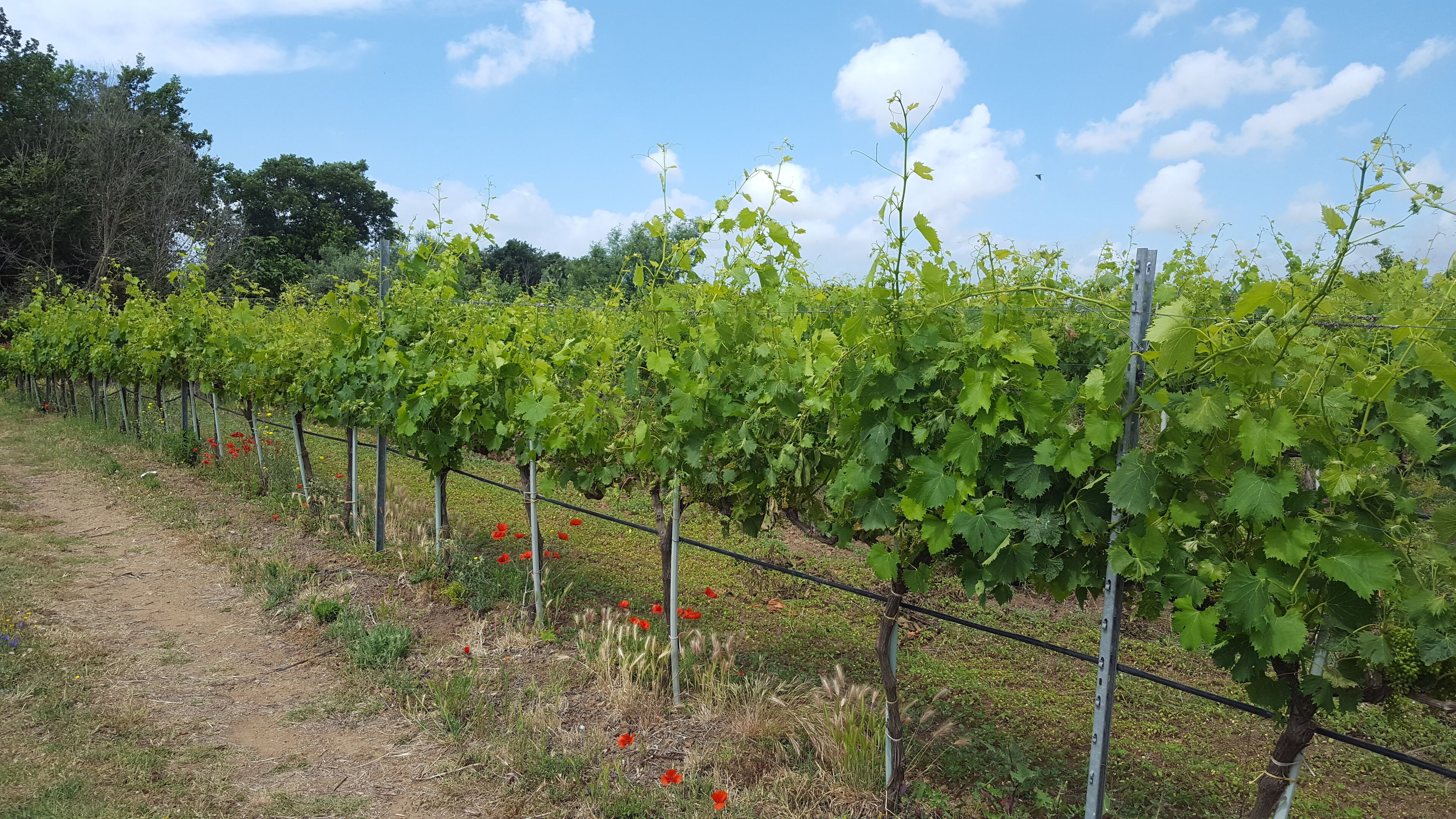 Ein Weinberg mit Reihen aus Weinreben, gestützt von Metallpfählen.