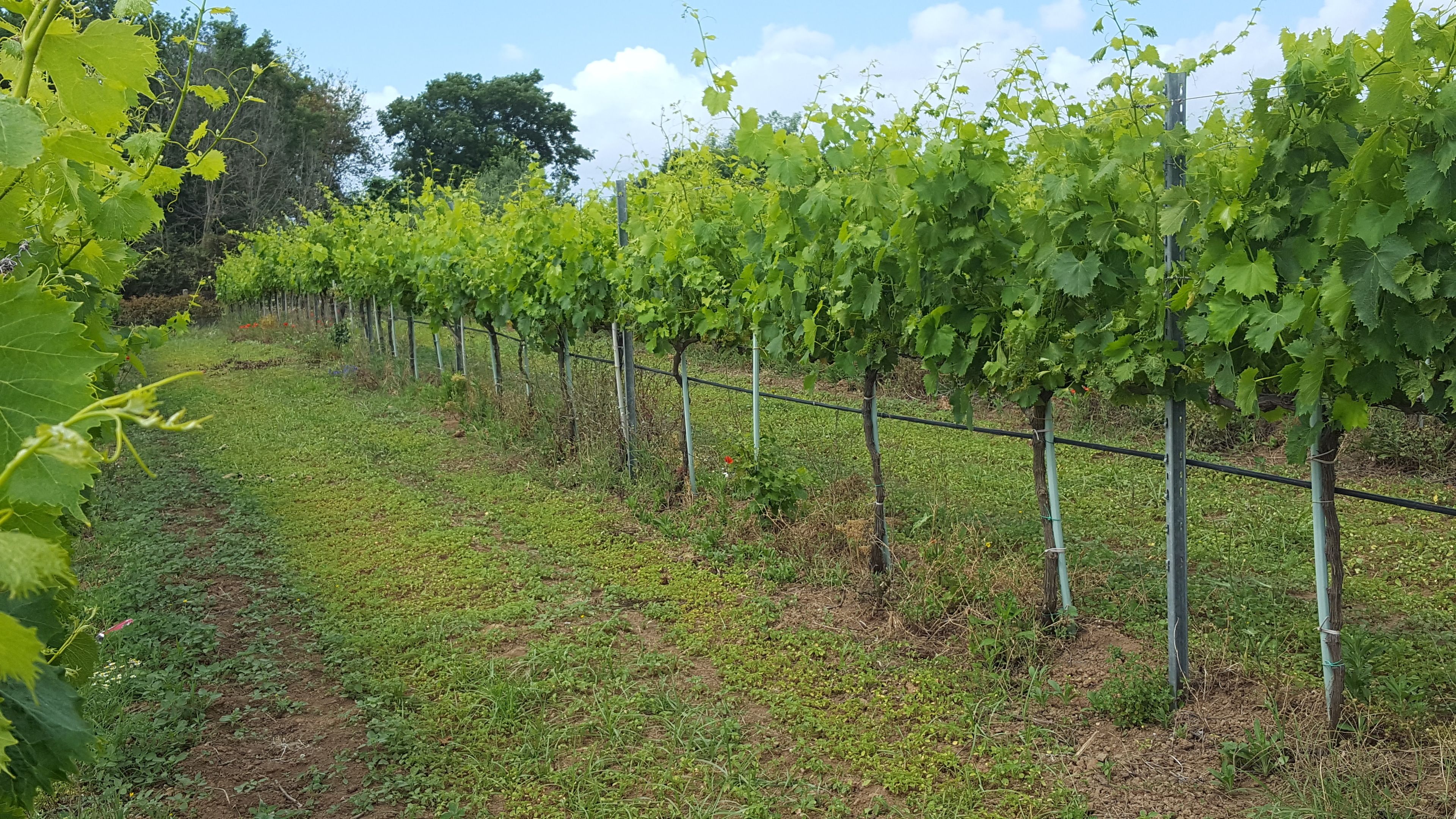 A vineyard with rows of grapevines supported by metal stakes.