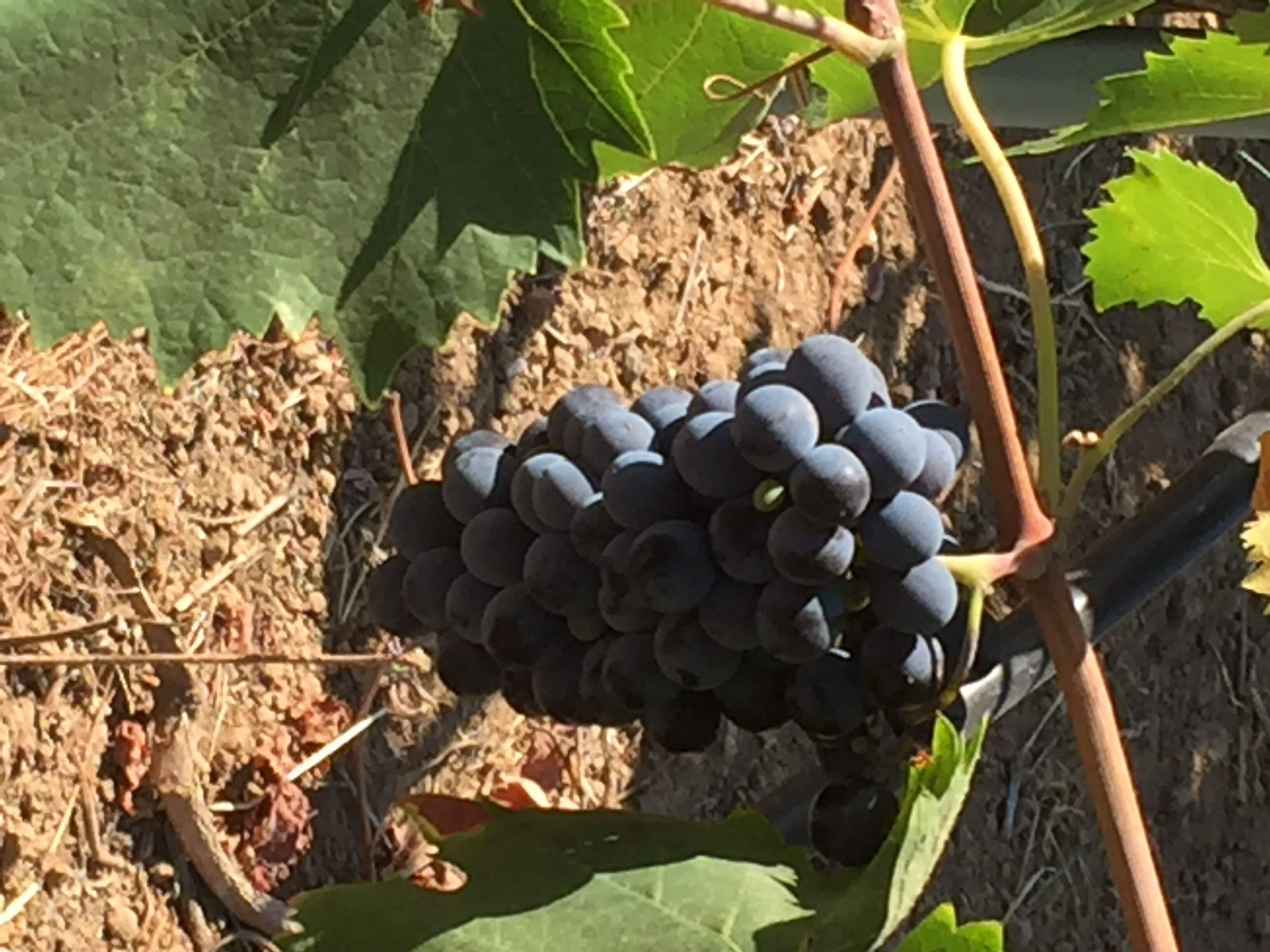 A cluster of dark purple grapes on a vine with green leaves and a brown, textured ground.