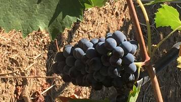 Un racimo de uvas moradas oscuras en una vid con hojas verdes y un terreno marrón y texturizado.