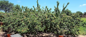 Azienda Agricola Sinisi
