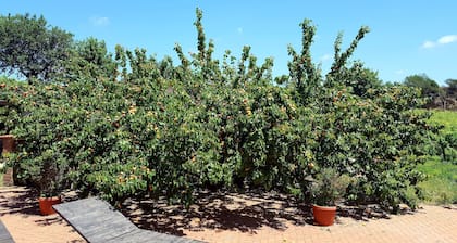 Azienda Agricola Sinisi