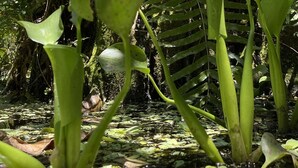 A dense forest with tall trees and various green plants. - Casa Jardim Bangalôs (Paraty)