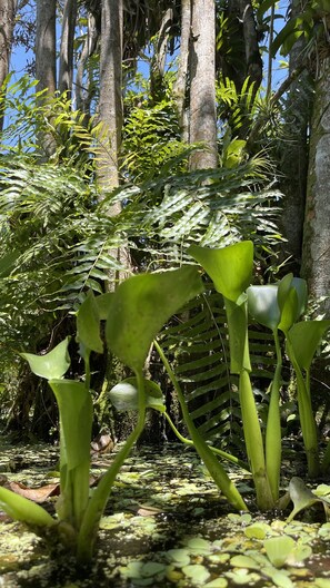 Bangalo Orquidea | 호수 전망