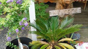 A wooden welcome sign, a potted plant with purple flowers, and a bear statue on a porch. - Little Shamrock Motel A1 (Murfreesboro)