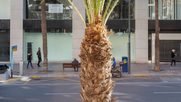 Una palmera frente a un edificio con un letrero que dice "ACTIVA".