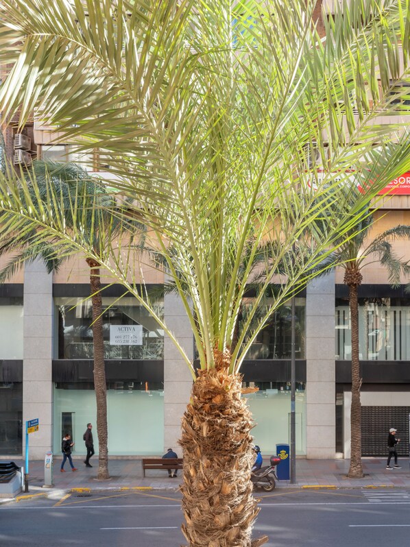 Una palmera frente a un edificio con un letrero que dice "ACTIVA".