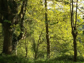 A dense forest with tall trees and sunlight filtering through the leaves. - Pardiola Baserria (Hernani)