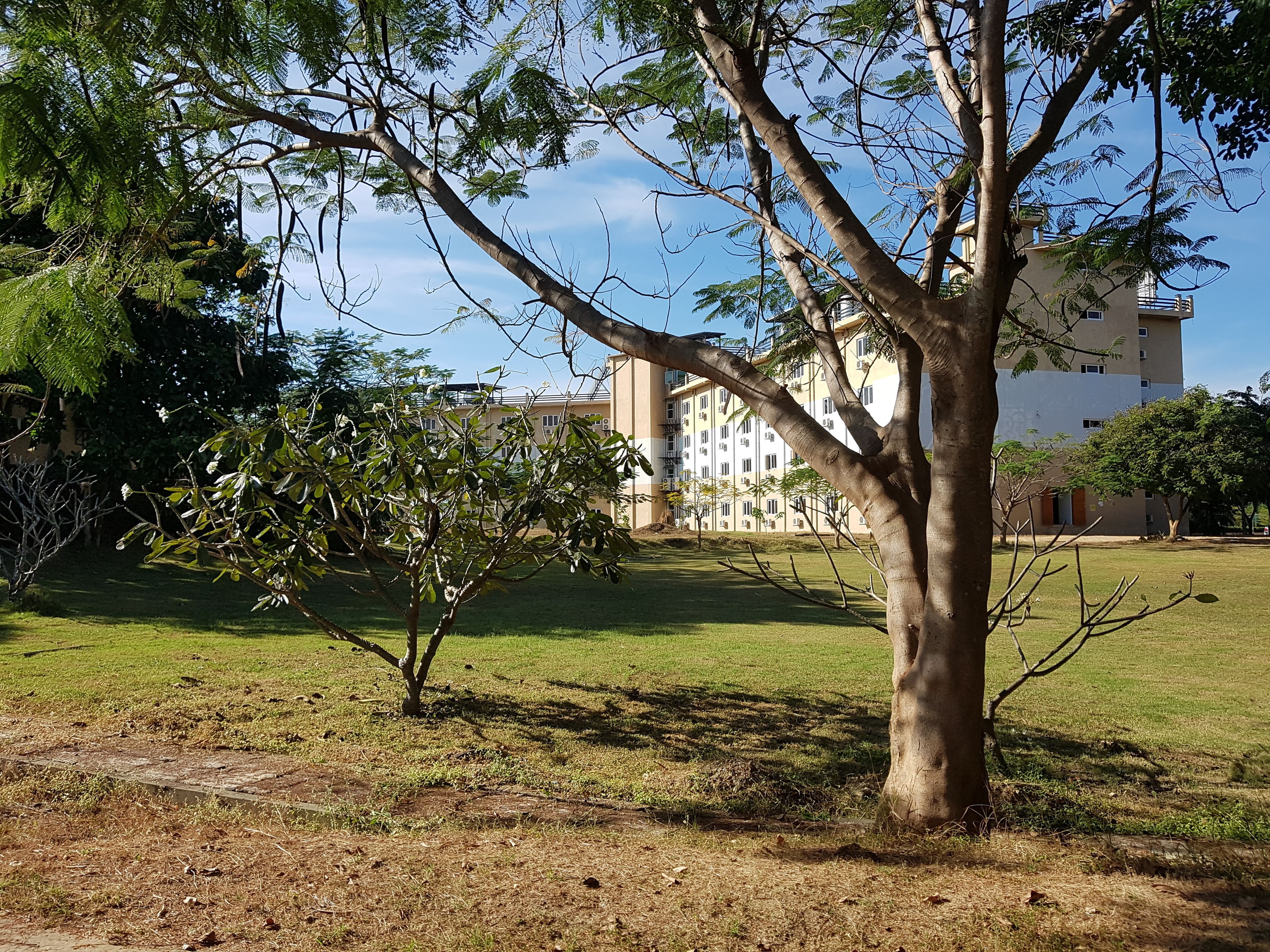 A tree-lined courtyard with a building in the background.