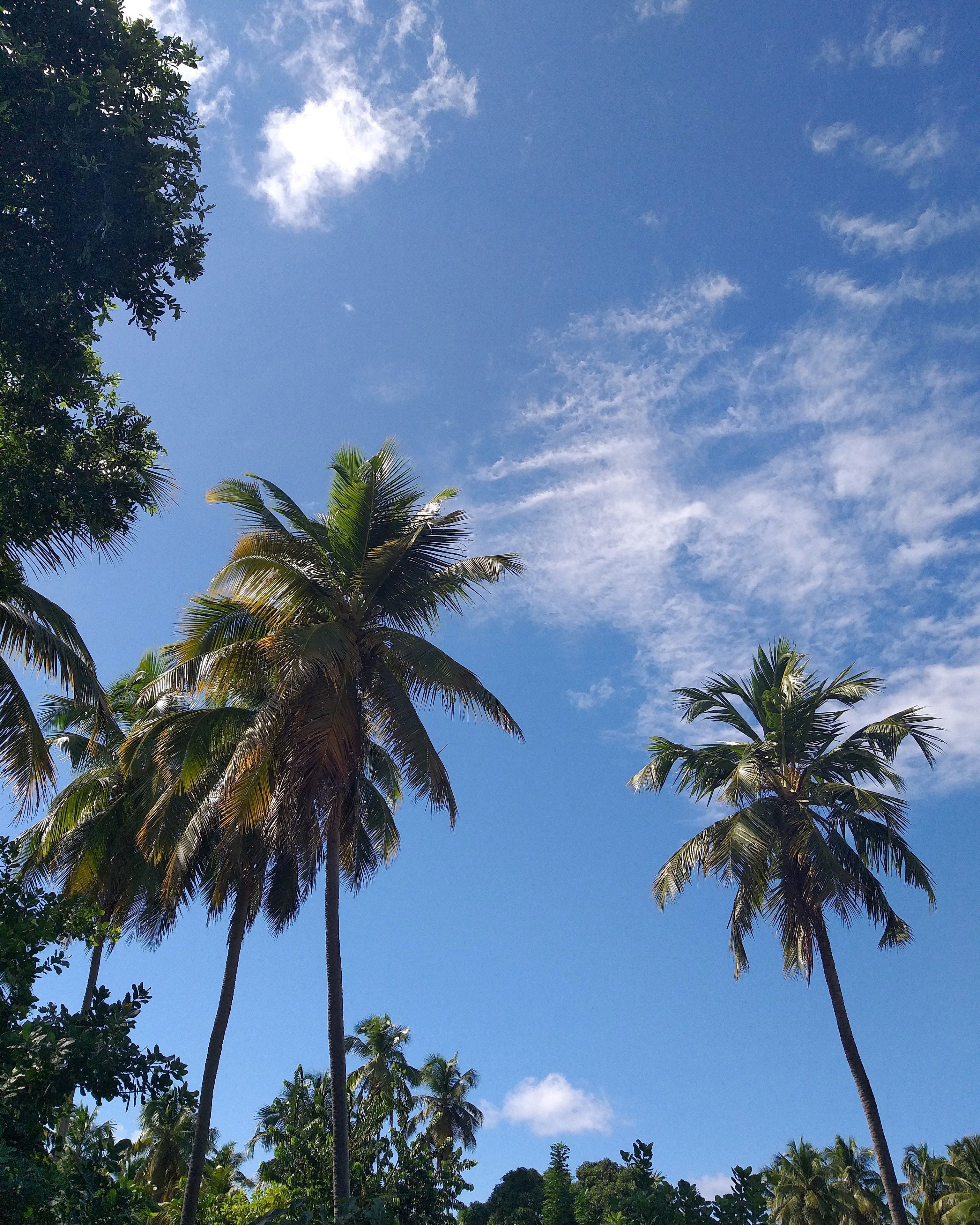Tall palm trees against a clear blue sky with a few clouds.