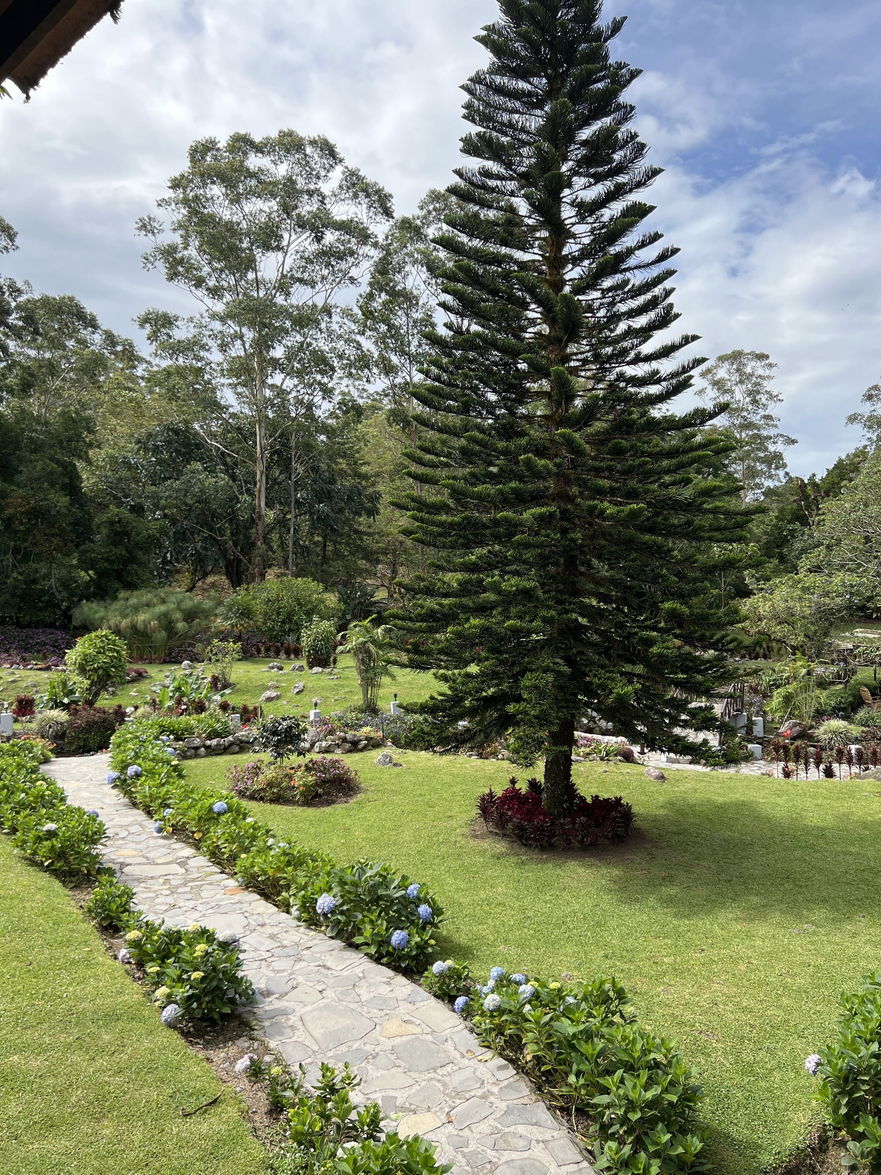 Un jardín con un sendero de piedra, diversas plantas y un gran árbol de coníferas.