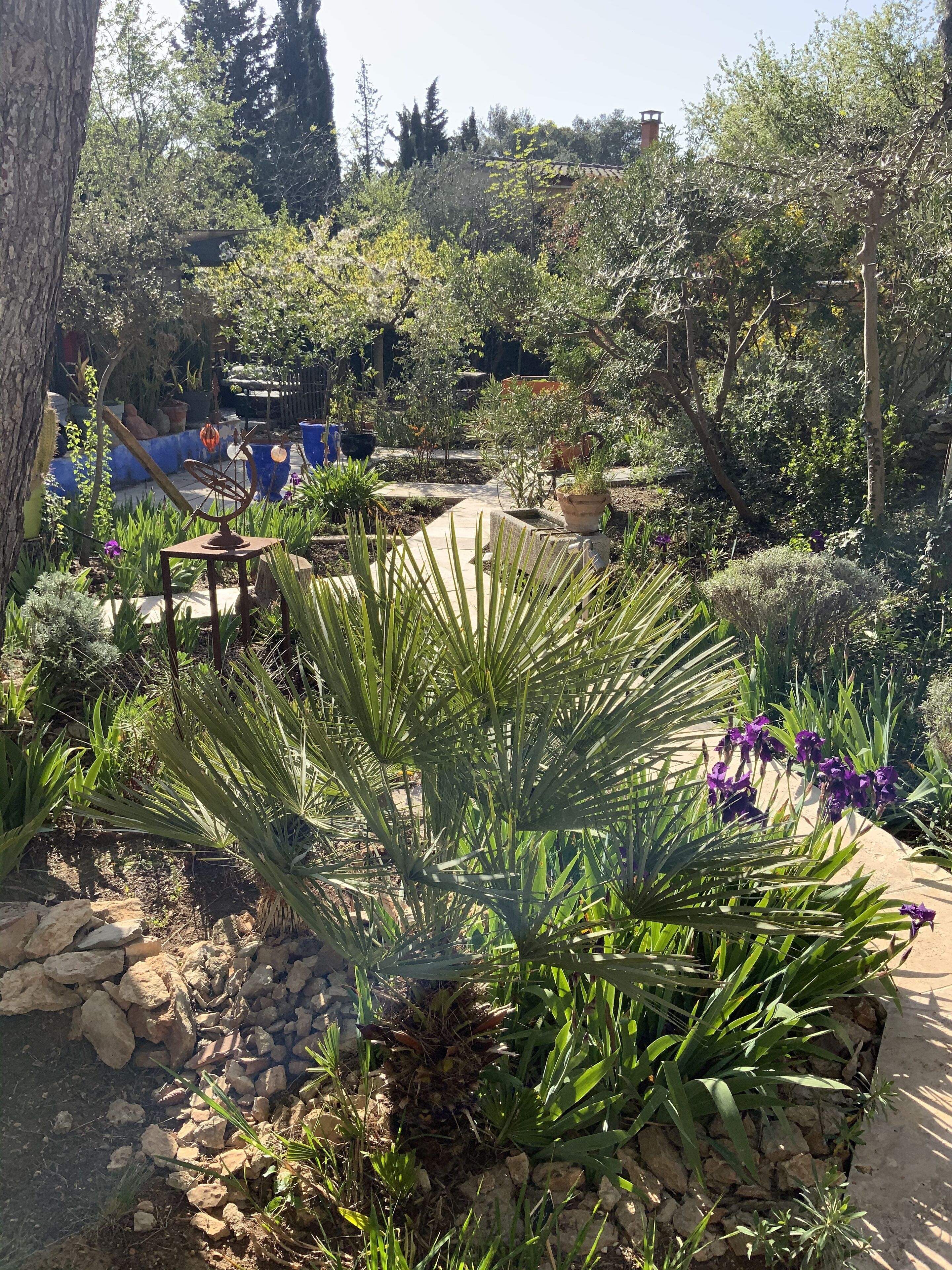 A garden with various plants, a stone pathway, and a rustic fence.