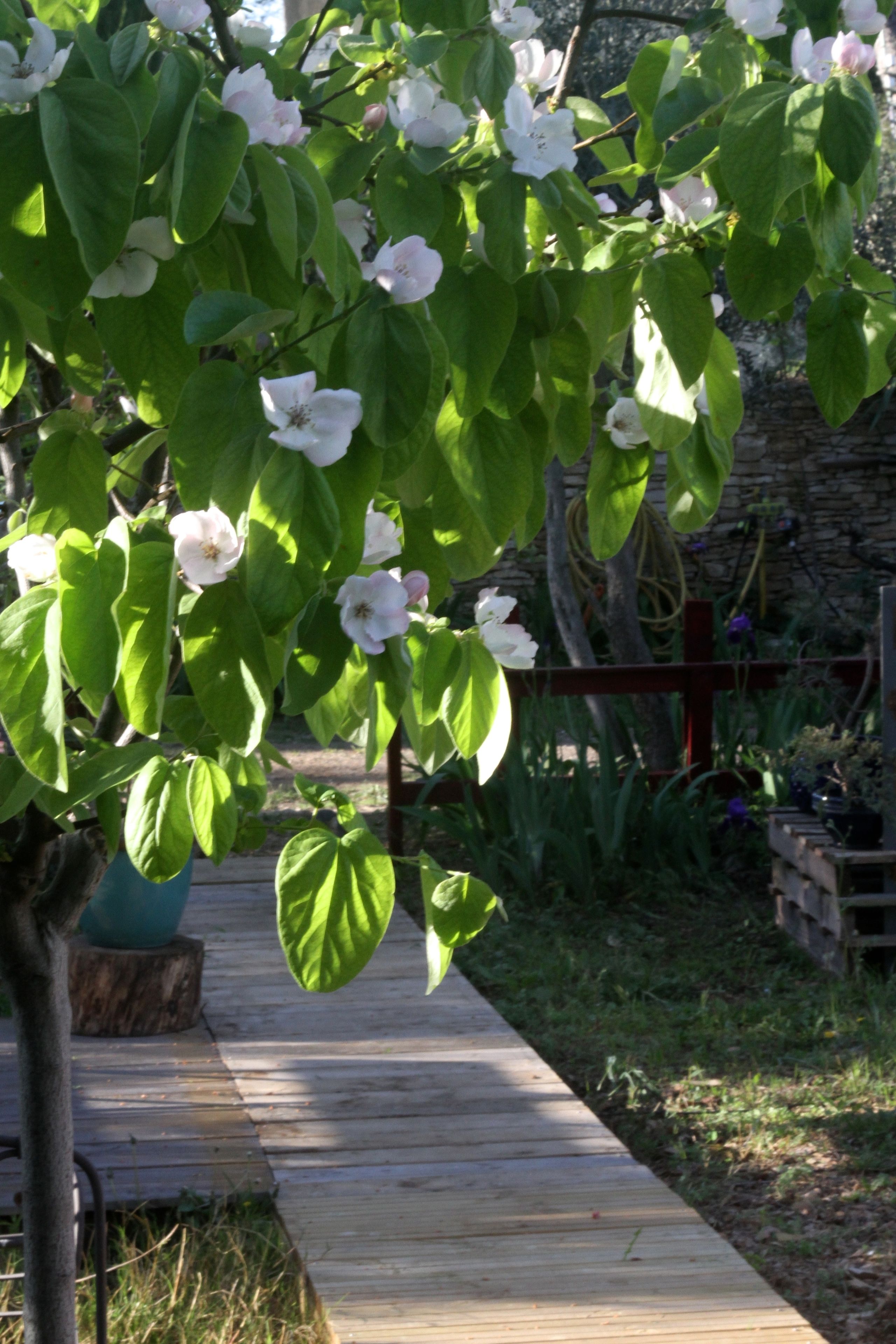 A wooden deck leading to a garden with white flowers and green foliage.