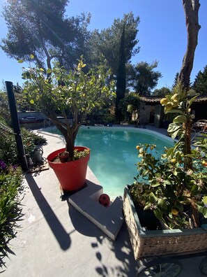 Una piscina rodeada de macetas y árboles.