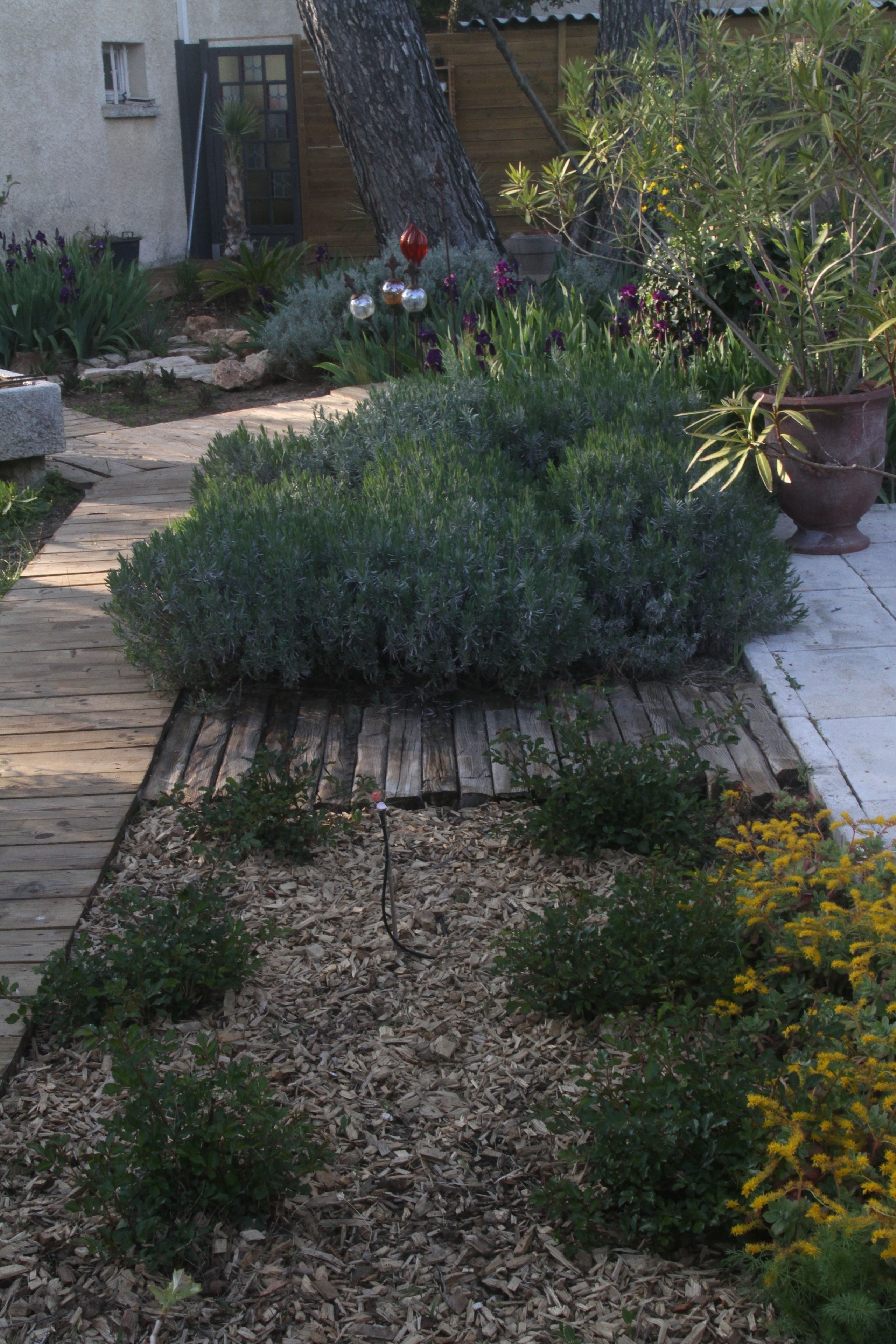Ein Garten mit einem hölzernen Weg, verschiedenen Pflanzen und einem Blumentopf.