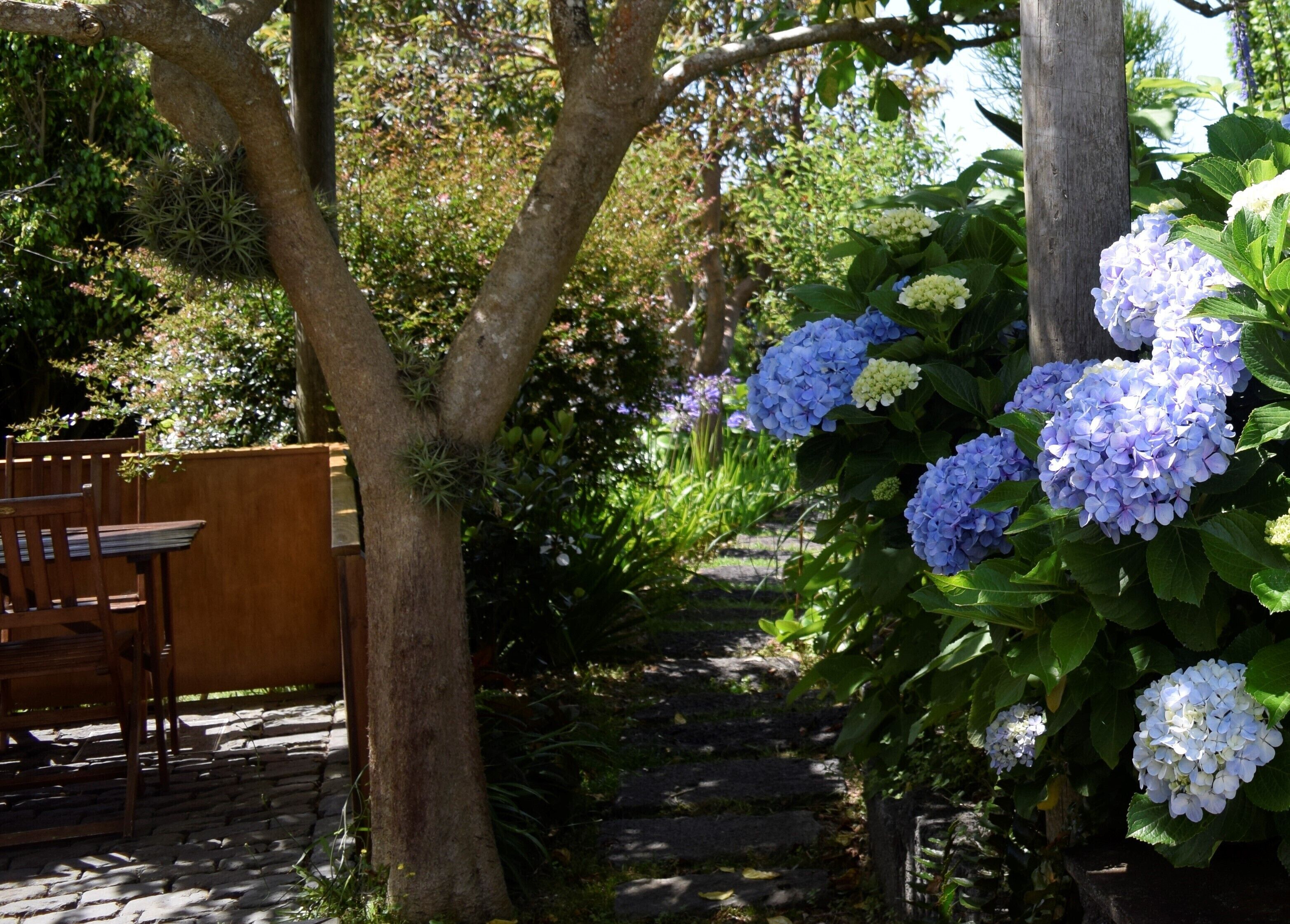 A garden with a wooden bench, a stone pathway, and hydrangea flowers.