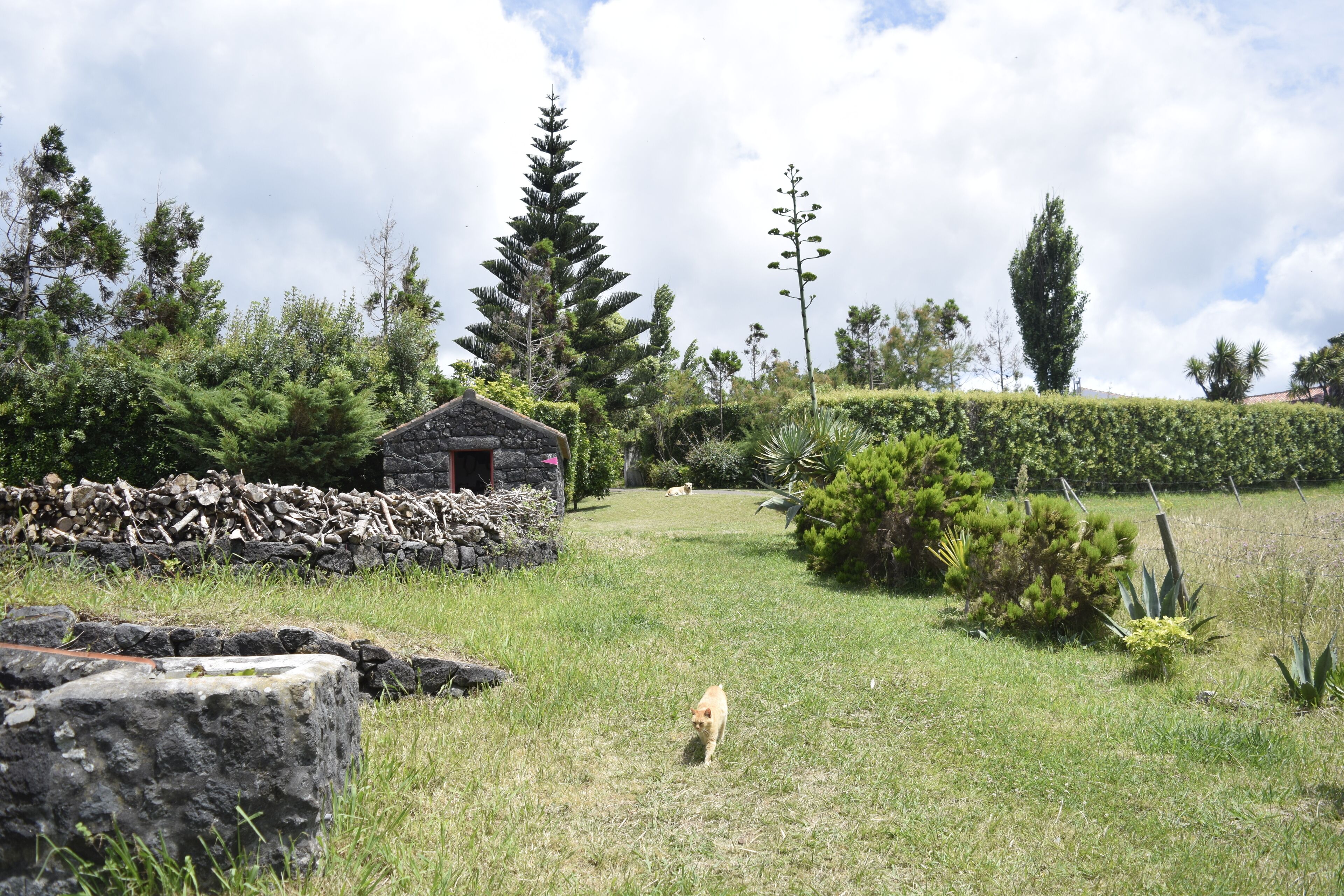 Una casa de piedra con techo de paja rodeada de abundante vegetación y árboles altos.