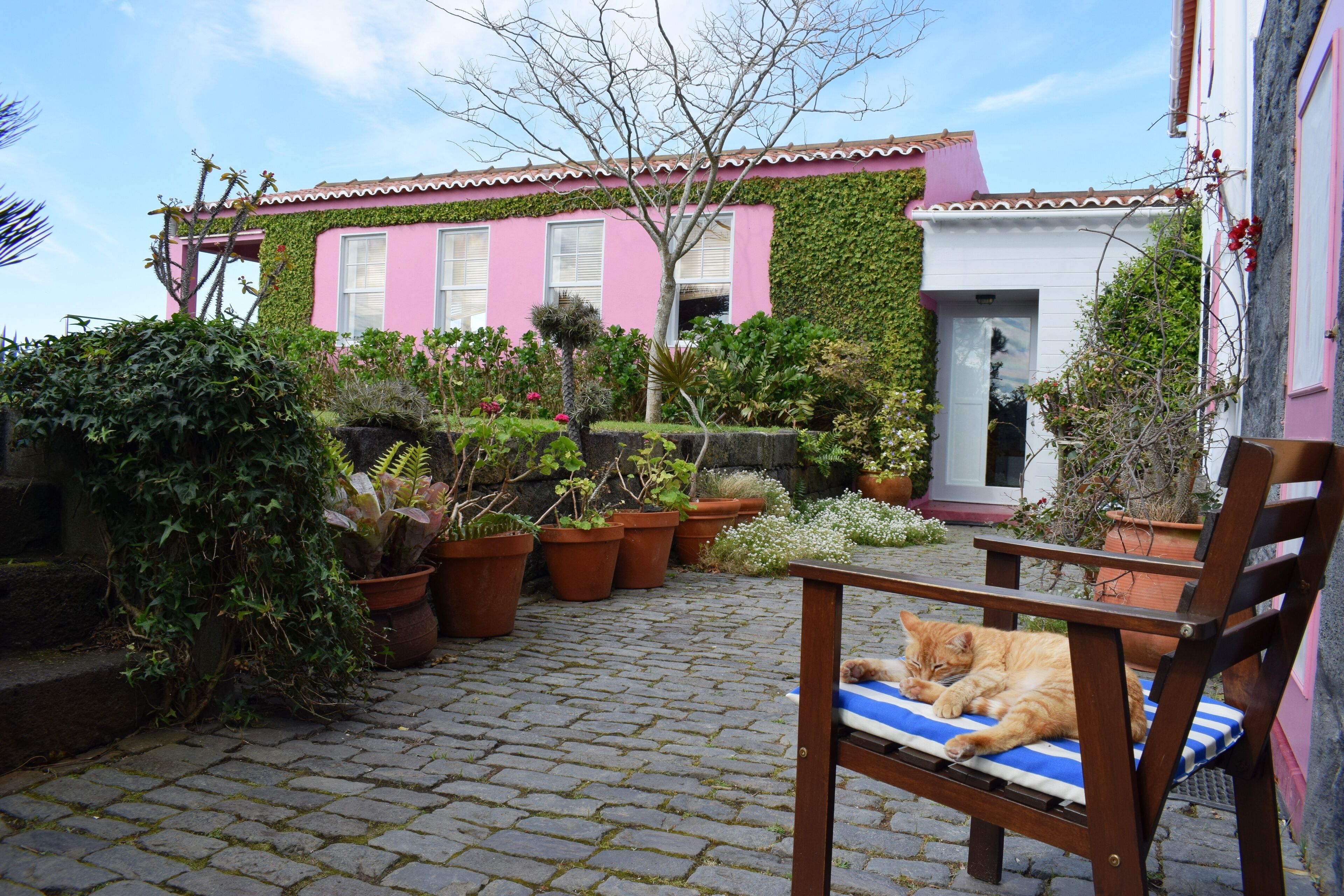 A courtyard with a brick floor, potted plants, and a wooden bench with a cat lying on it.