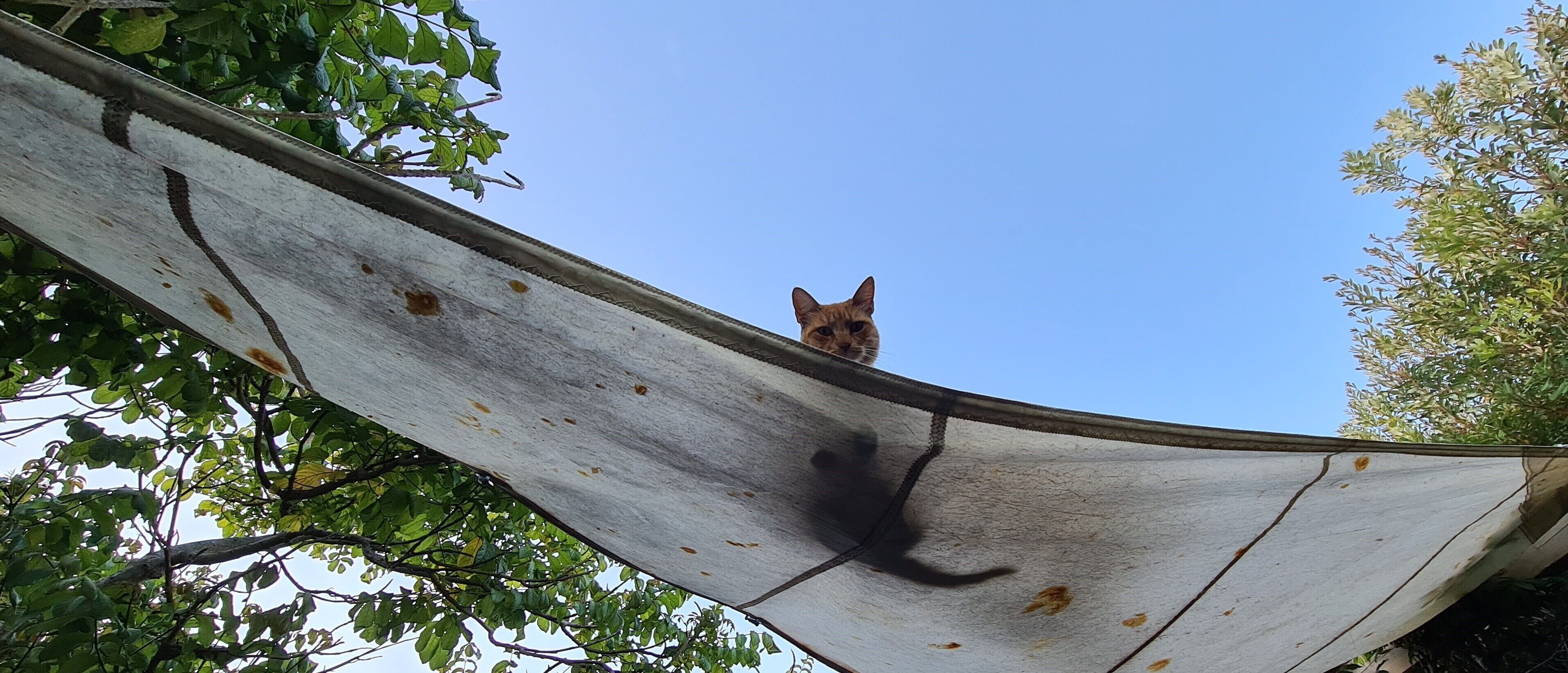 A cat on a curved roof with trees in the background.