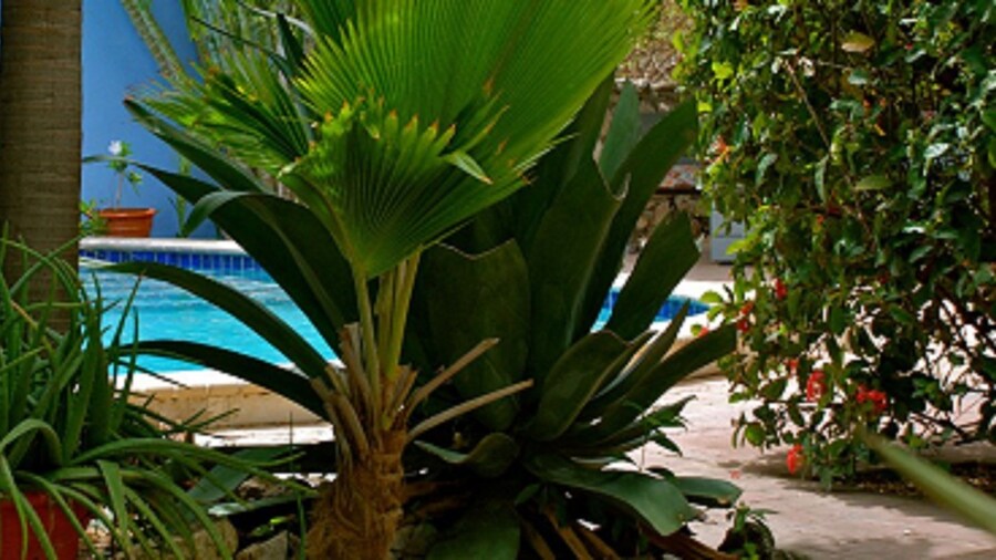 Caribbean Flower Apartments