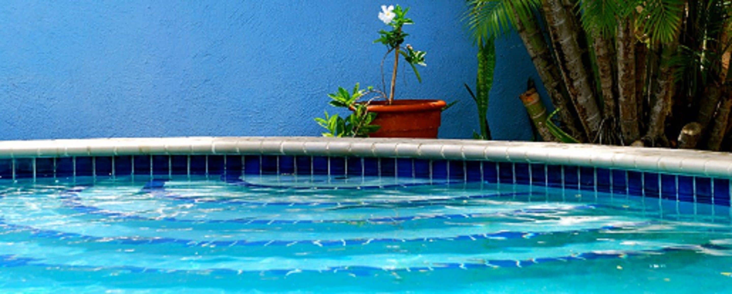 Piscina com borda em azulejo azul, uma planta em vaso e uma palmeira ao fundo.