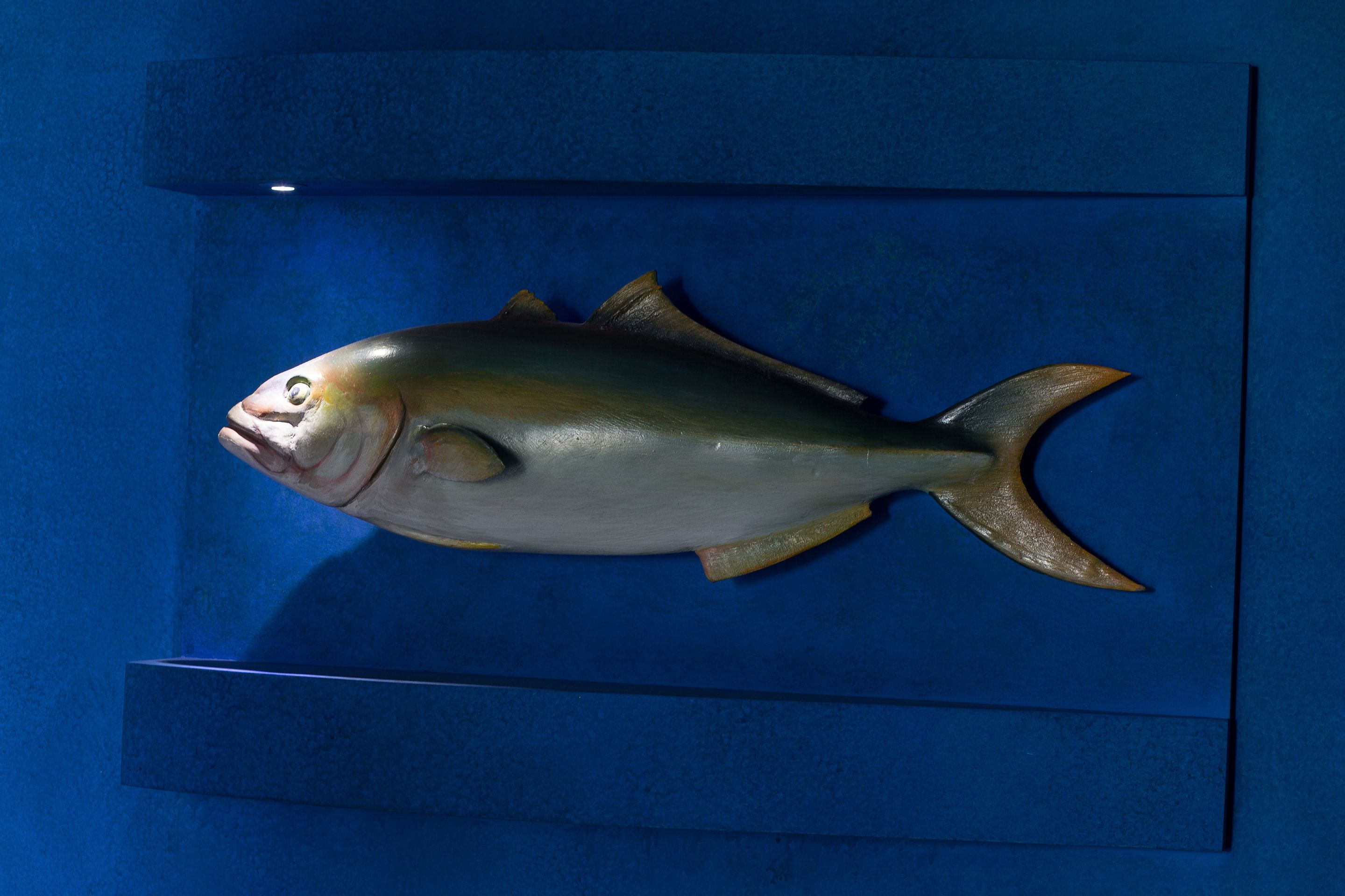 A fish on display in a blue case.