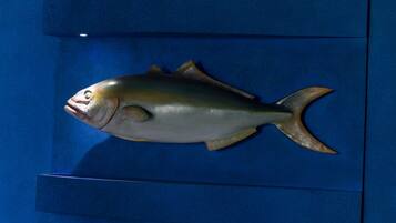 A fish on display in a blue case.