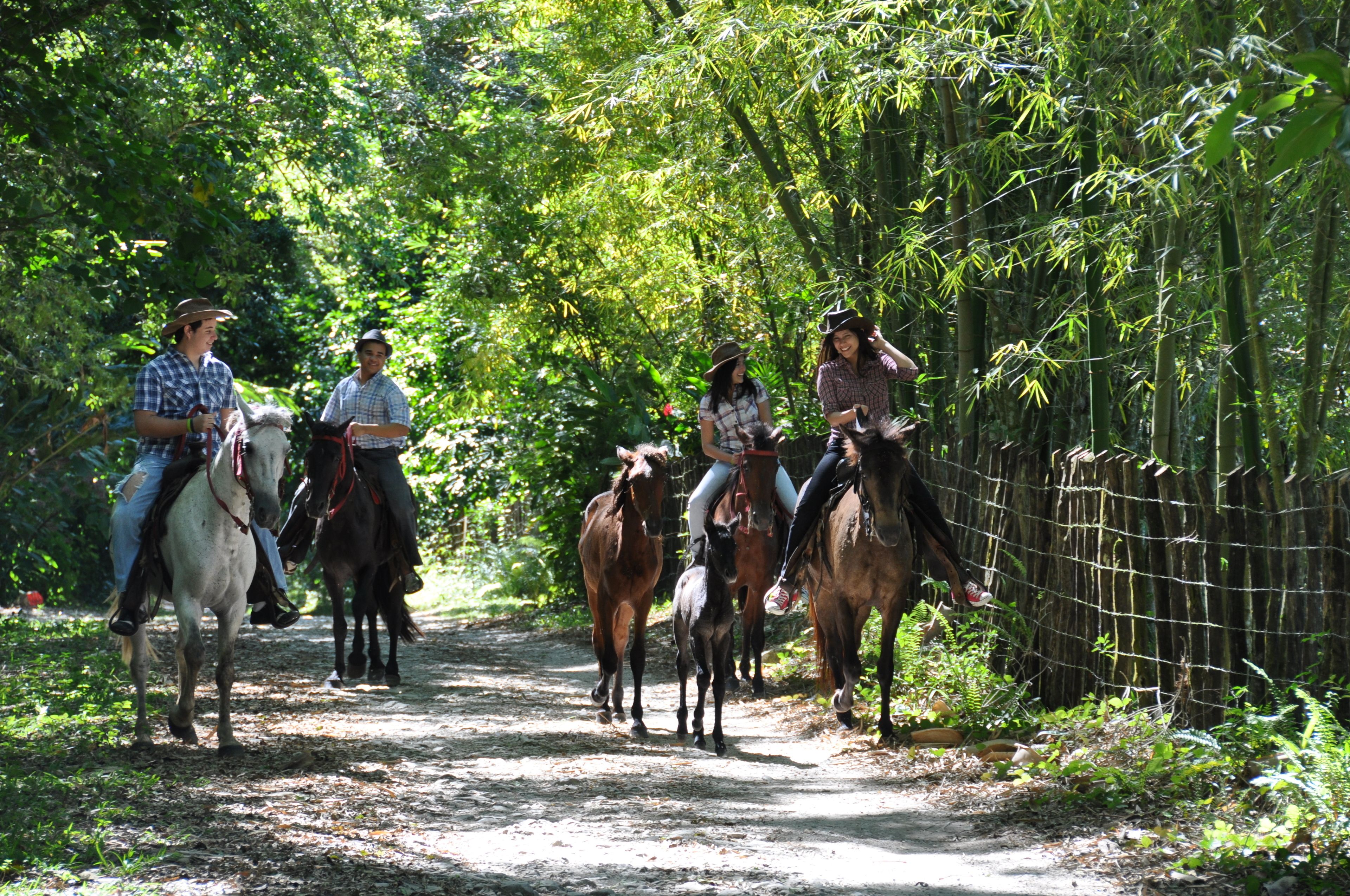 A group of people riding horses on a dirt path surrounded by dense bamboo forest.