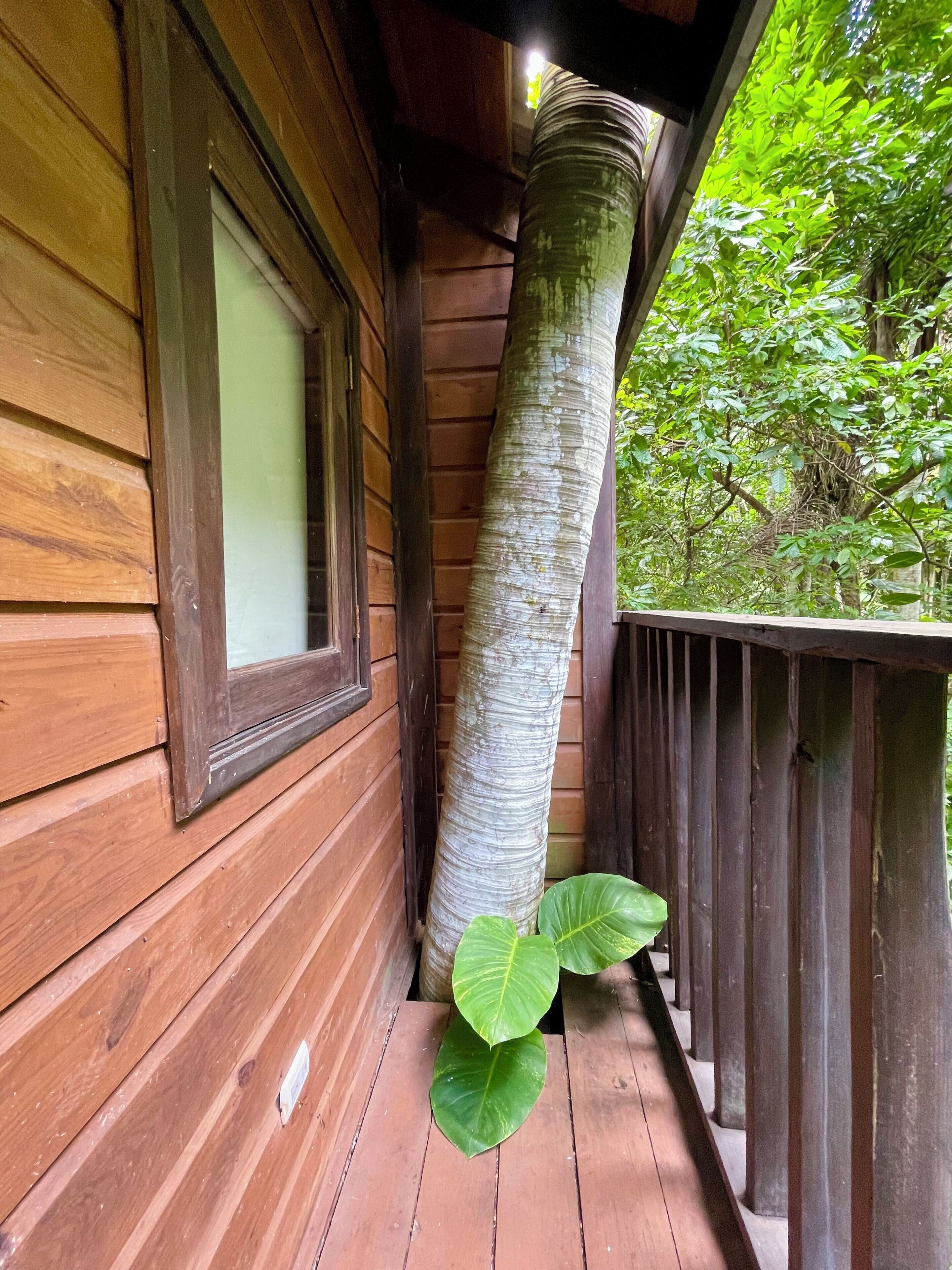 A wooden balcony with a window and a large tree trunk.