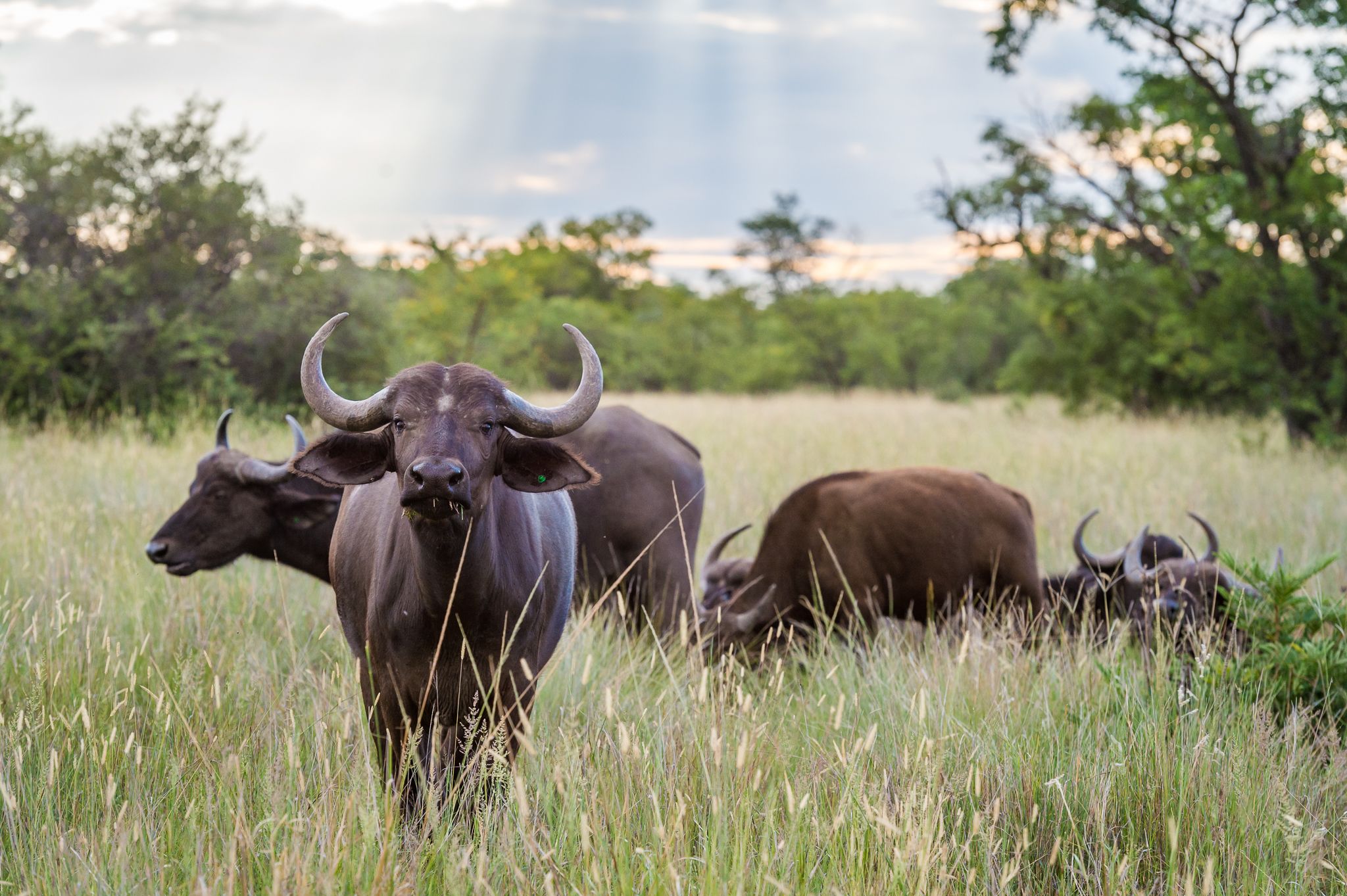 Safari