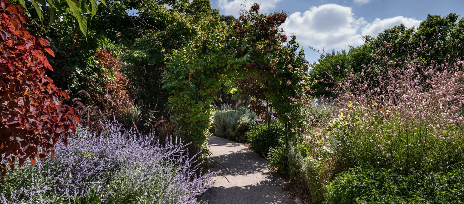 A garden pathway surrounded by various plants and trees.